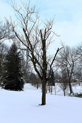 Fagus sylvatica 'Zlatia' - buk lesní - zimní habitus (21)